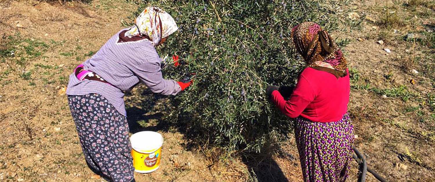 Zeytin Hasadı